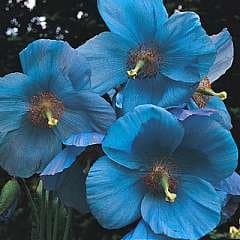 Poppy Blue