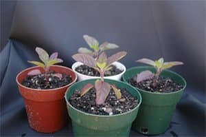 Krishna Tulsi (Red Holy Basil) Seed pkt