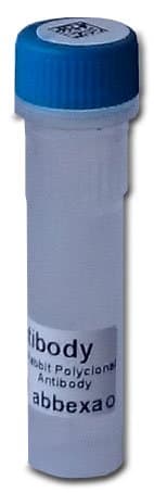 Enterovirus 71 Genome polyprotein Antibody