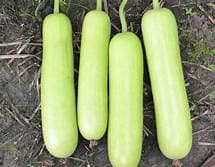 Bottle Gourd Long Seeds