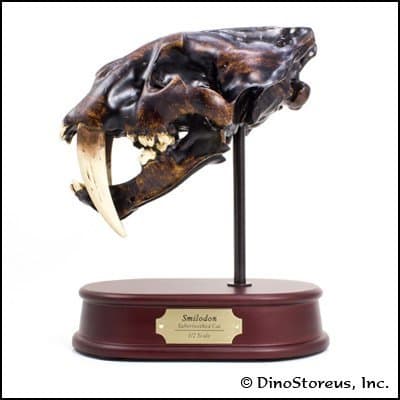 Smilodon Sabertoothed Cat Skull Model, 1/2 Scale