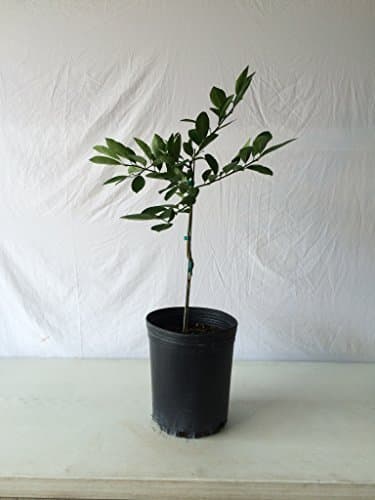2-3 Year Old (2-3 Ft) Brown Select Satsuma Orange Tree
