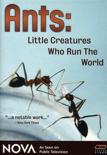 NOVA: Ants - Little Creatures Who Run the World