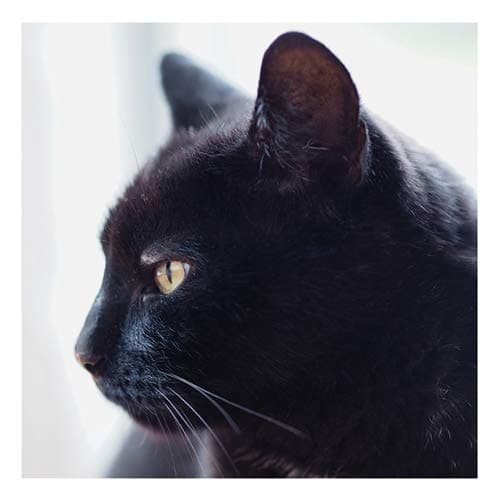 Cats Protection Card - Black Cat