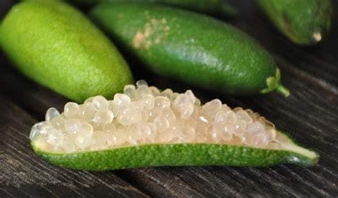 Dichondra 50 Finger Lime Fruit Seeds