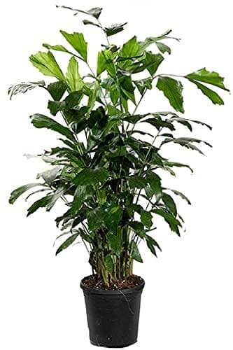 Grun Fishtail Palm Live Plant
