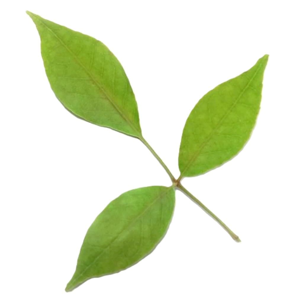 Fresh Bel Patra, 25g