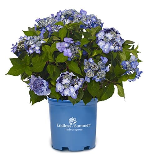 Endless Summer Collection - Hydrangea mac. Endless Summer Twist-N-Shout (Reblooming Hydrangea) Shrub, RB pink or blue, #3 - Size Container