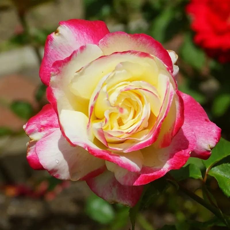 Rosa �Double Delight� / Rose Plant