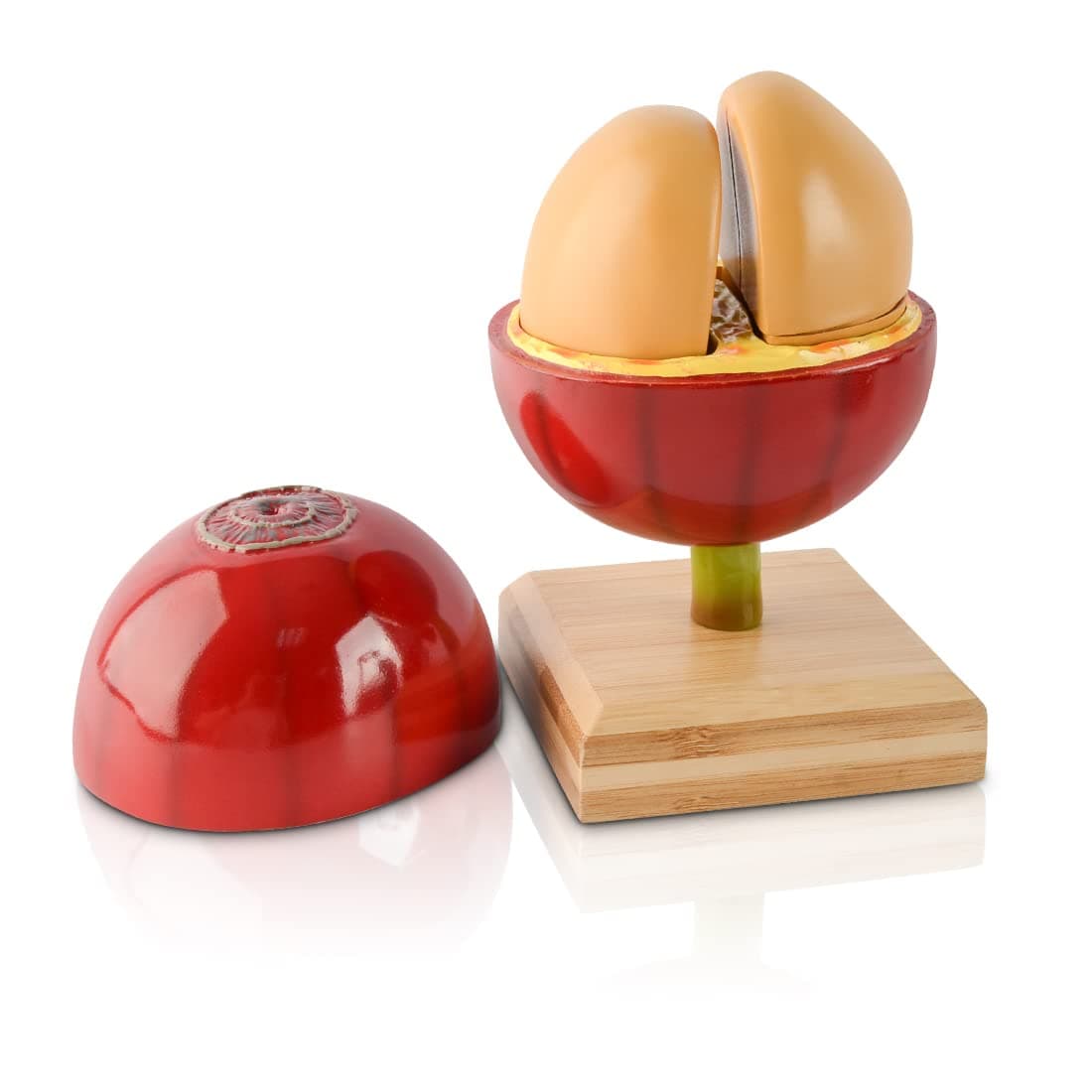 CAFEMASY Artificial Coffee Bean Model Detachable Coffee Bean Roasting Teaching Model Coffee Bar Decor Resin Fake Fruit Coffee Bean with Bamboo Base