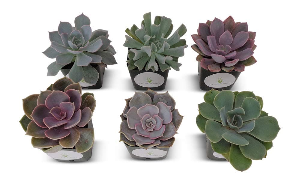 Succulent Plants Rosette Collection 6 Pack in 2" Pots