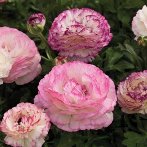 Ranunculus Pastel Mix - 12 Bulbs