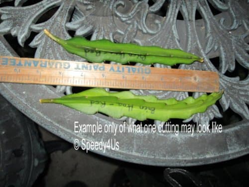 Bien Hoa Red Dragon Fruit Cutting