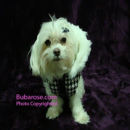 Puppia Wales Coat - Small