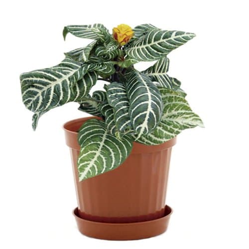 Plastic Decorative Pots #5 Terracota, 6 Pack