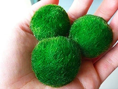 3 Giant Marimo Moss Ball (Around 2 Inch) + One Small Marimo