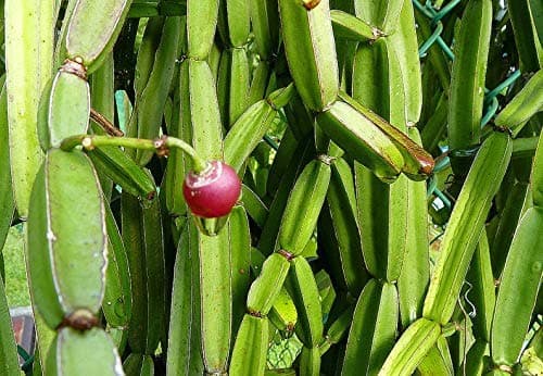 Rameshvar Enterprises | Harjod Hable | Cissus Quadrangularis | Veldt Grape | Adamant Creeper | Pirandai Live Plant