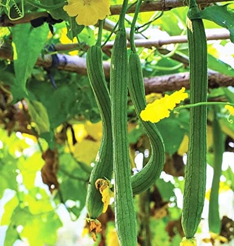 Extra Long Smooth Luffa Seeds - 30+ Count Packet - for 2024 Non GMO Loofah Loofa Calabash Chinese Okra Gourd Squash Bitter Melon