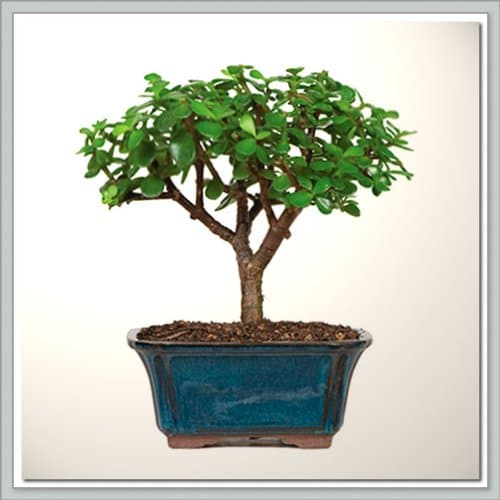 JoebonsaiBonsai Tree Dwarf Jade - Nursery Direct (b-dj0)