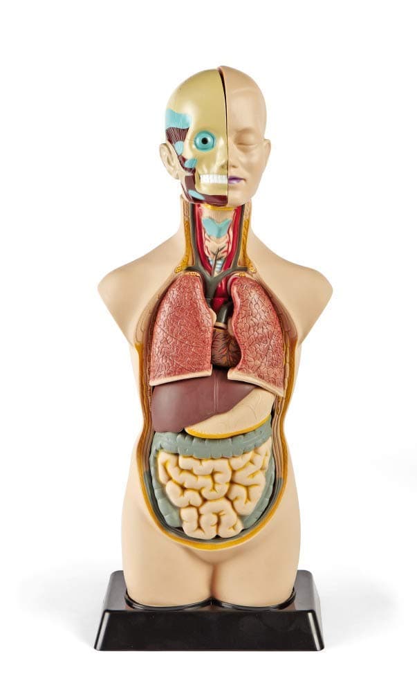 19 Inch Tabletop Human Torso Model, Anatomically Accurate Kit, 10 Removable Human Organs, Anatomy Model for Kids, Human Anatomy Torso Model, Science School Supplies, Trachea Model