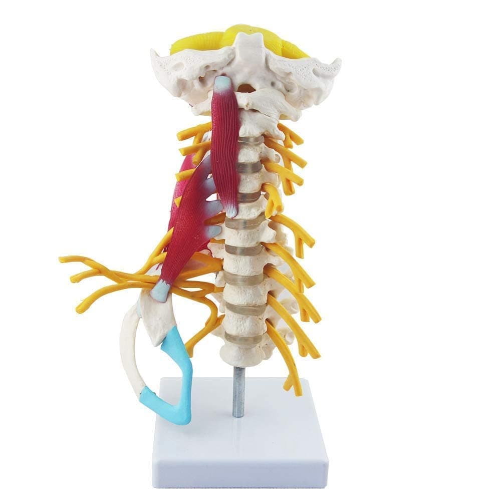 Study Model Anatomy Model, Human Cervical Spine Model with Muscles, Cervical Vertebra Arteria Spine Spinal Nerves Anatomy for Science Classroom Study Display Teaching Medical Model