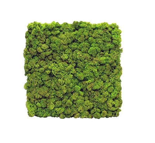 Reindeer Moss Wall Panel/Tile Live Moss Walls DIY