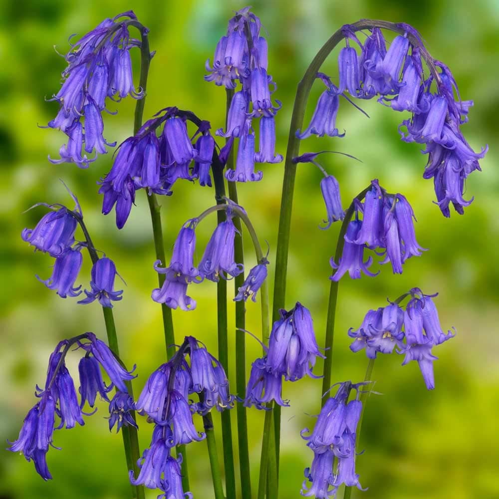 Native English Bluebell - Seeds