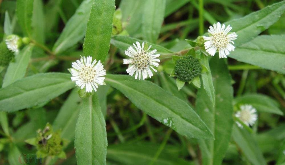 50 Seeds Eclipta Alba False Daisy, Yerba De Tago,