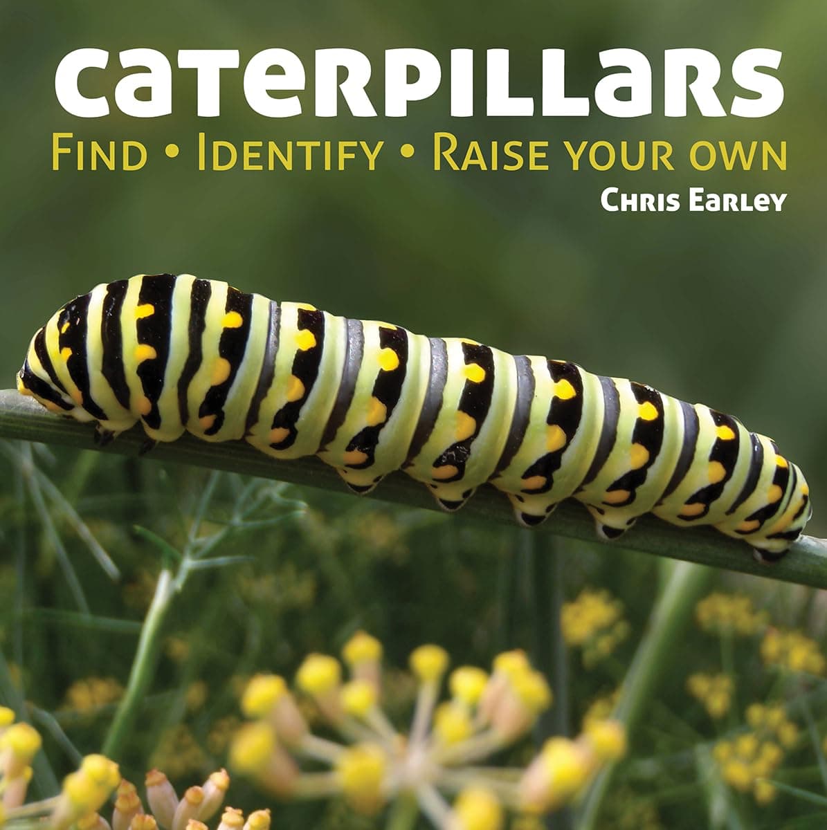 Caterpillars: Find - Identify - Raise Your Own
