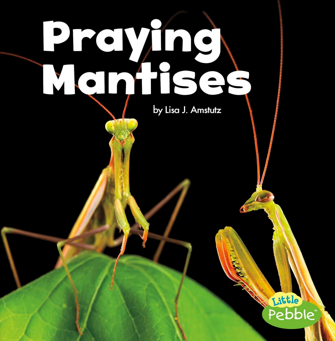 Praying Mantises (Little Critters)