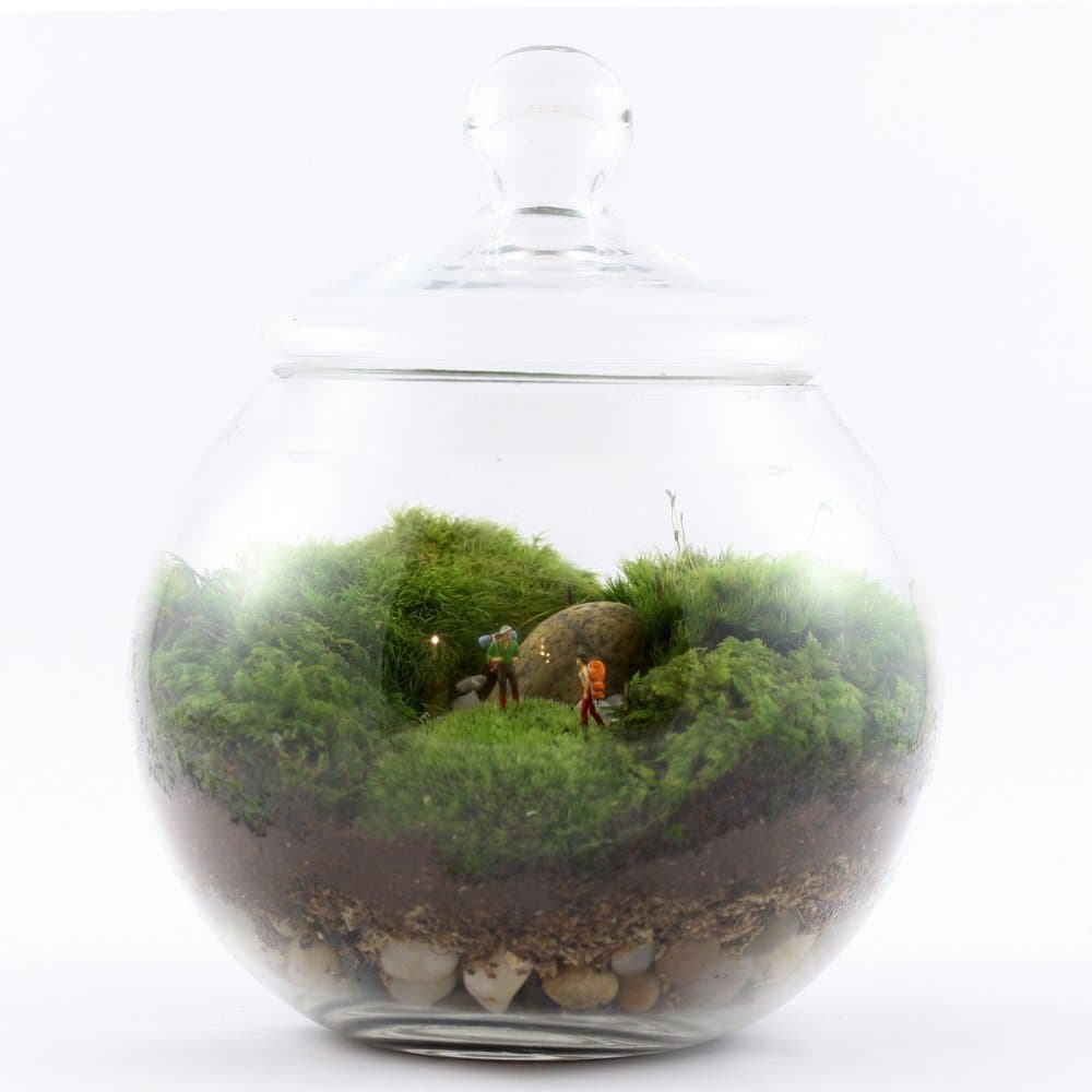 Twig Terrariums Unchartered Territory