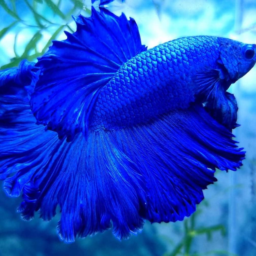 Super Blue Halfmoon Male Betta Fish, White