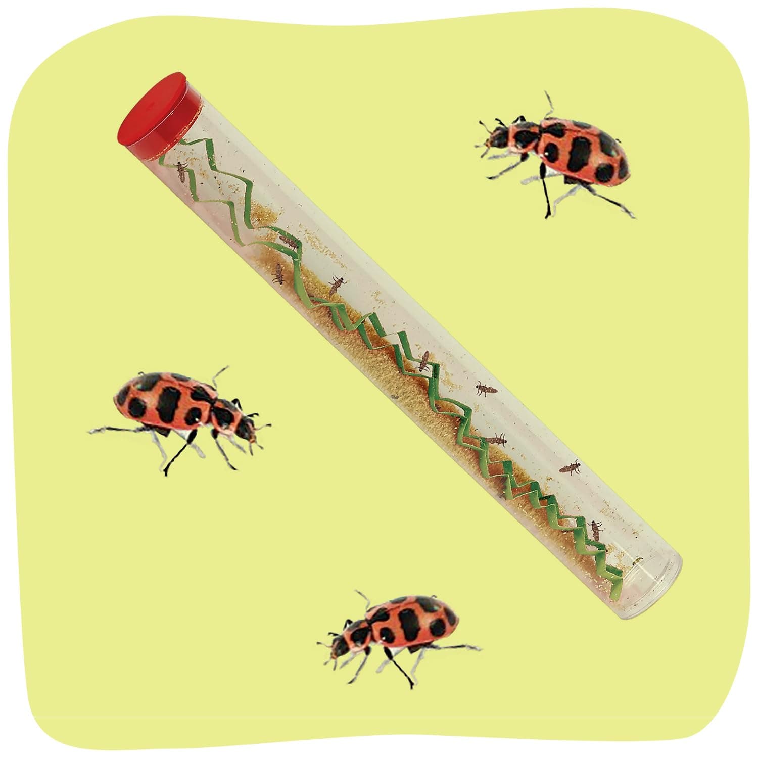 Insect Lore 10-15 Ladybug Larvae - Live Pink Spotted Ladybug Larvae - Grown in USA - Refill for Habitat - Observe, Raise & Release Ladybugs