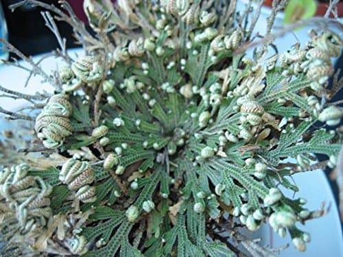 Selaginella 'Resurrection Plant' Bare Root Fun, Educational