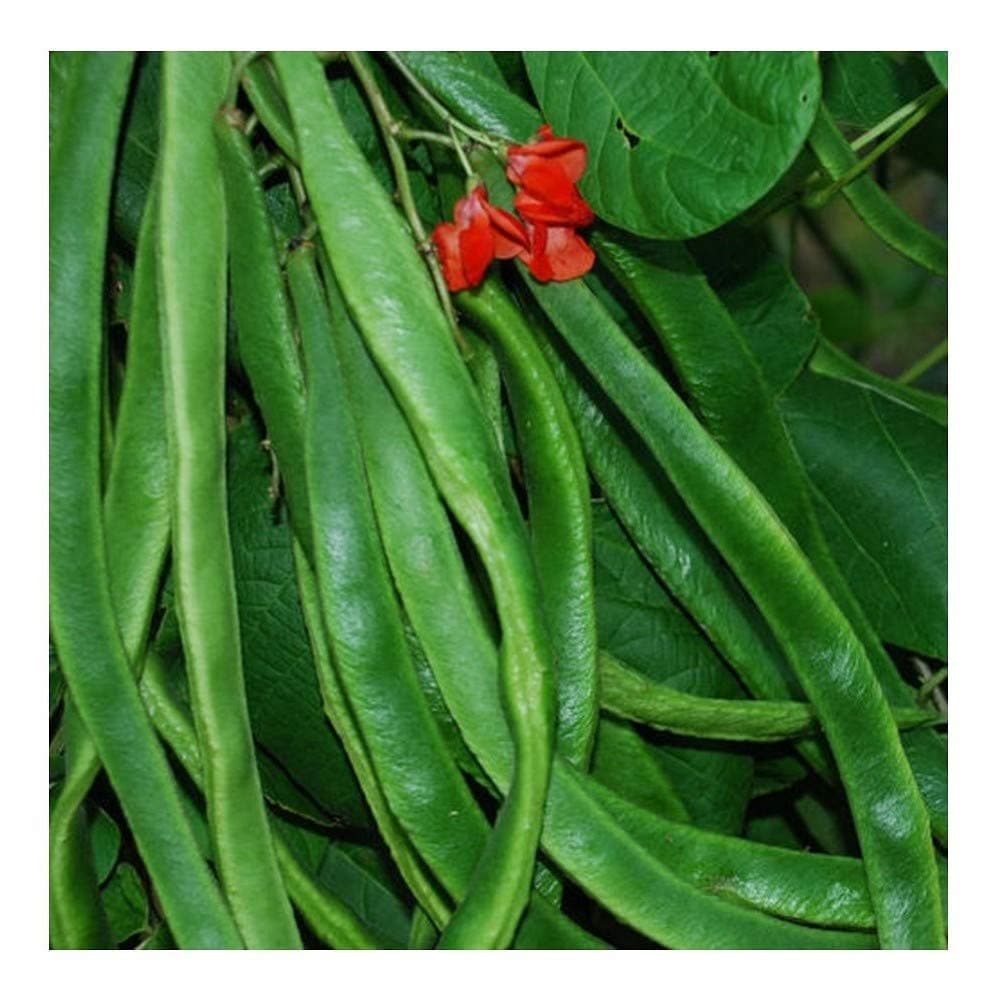 Runner Bean - ENORMA - 25 Seeds (Organic)