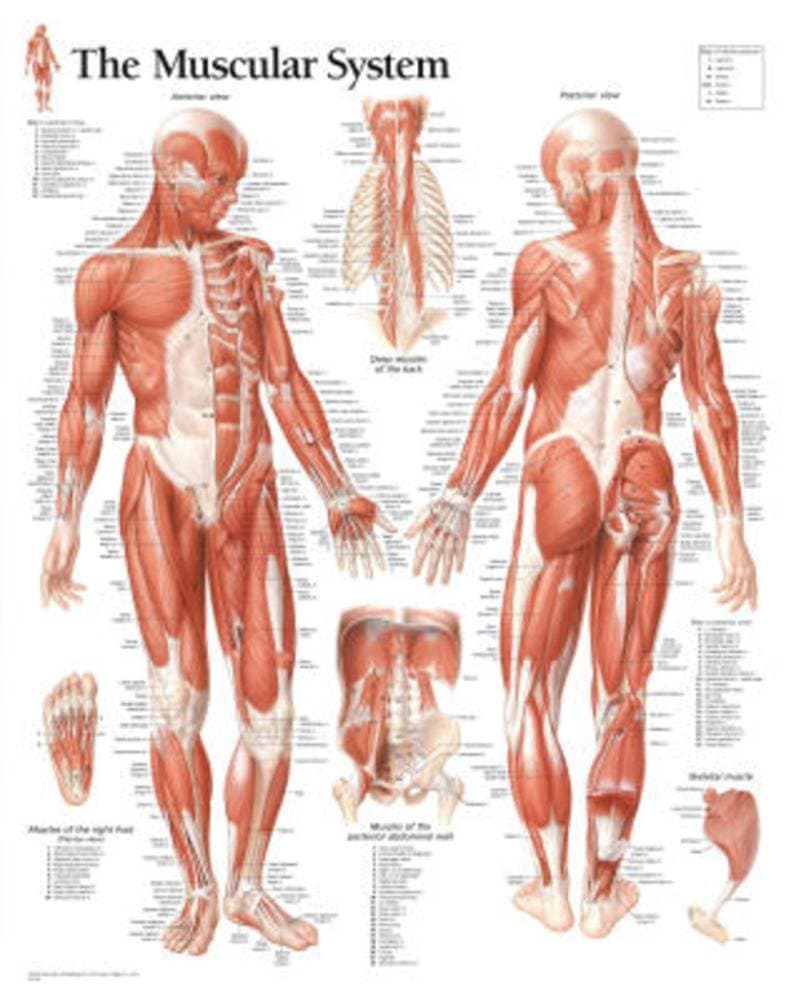 Muscular System Male chart: Laminated Wall Chart 1st Edition