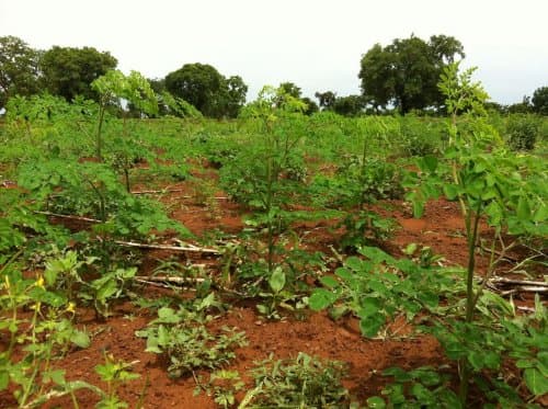 Organic Moringa Leaves 200 Grams