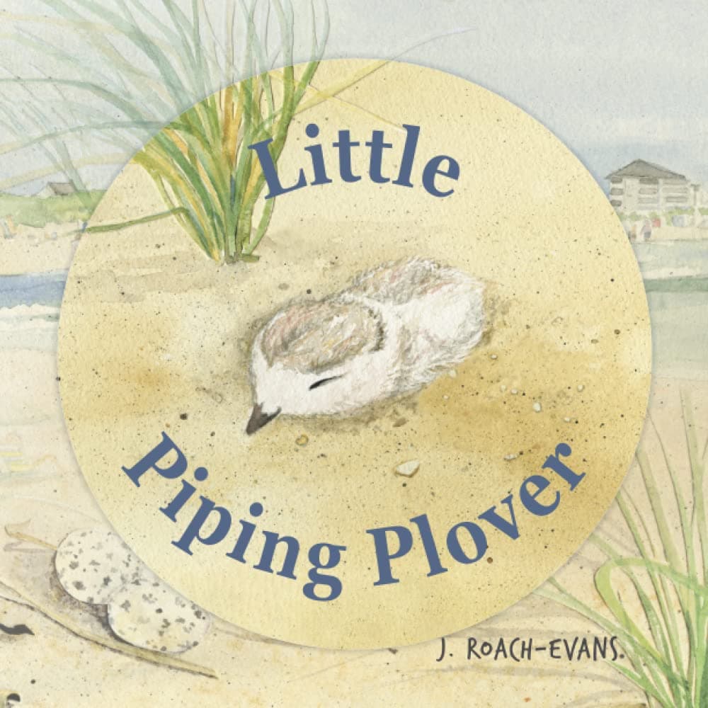 Joanne Roach-EvansLittle Piping Plover