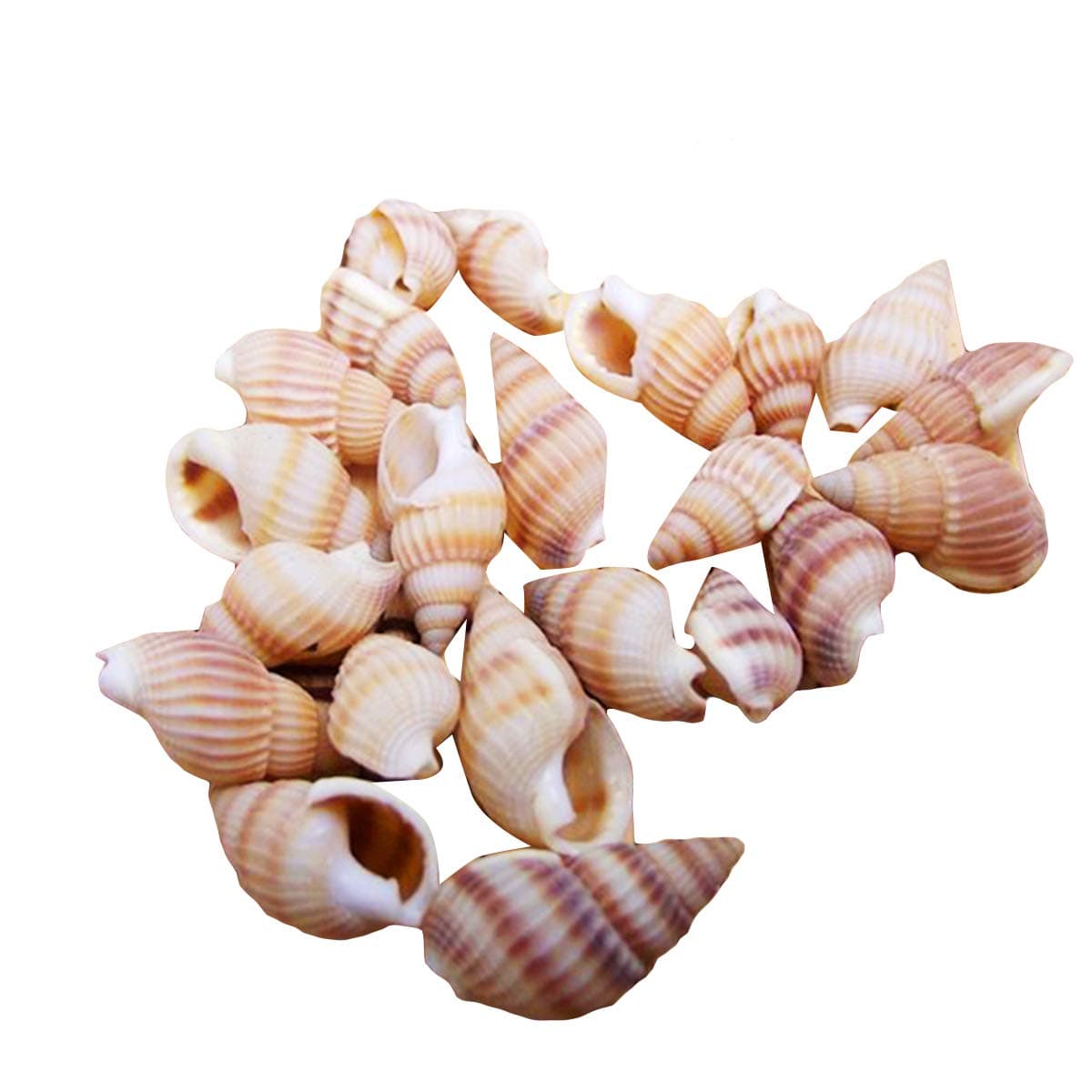 Queen.Y 100pcs Conches Sea Shells Mixed Ocean Beach Seashells, Various Sizes Natural Seashells for Fish Tank, Home Decorations, Beach Theme Party, Candle Making, Wedding Decor
