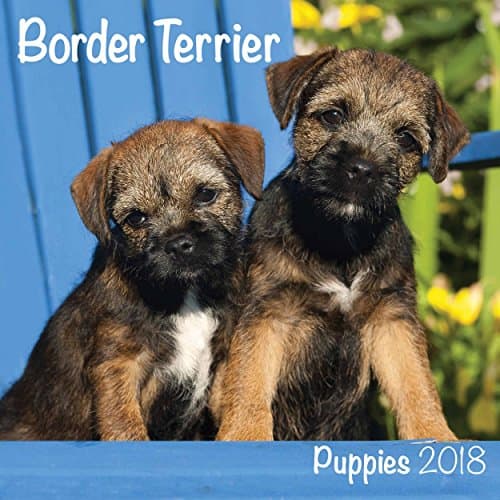 Border Terrier Puppies 2018 M (Mini Square) Unknown Binding – 1 Aug. 2017