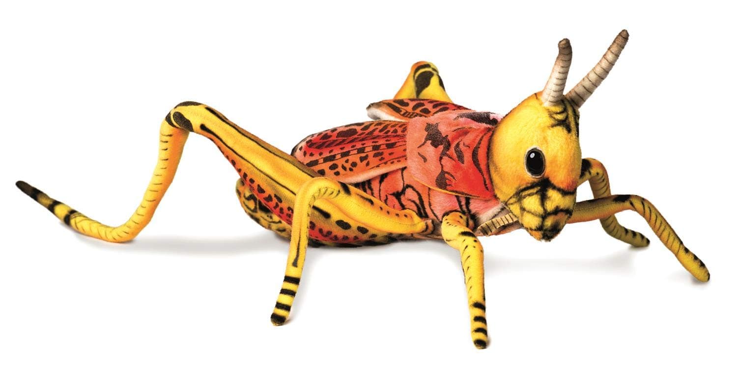 HANSAGrasshopper 13.8"L