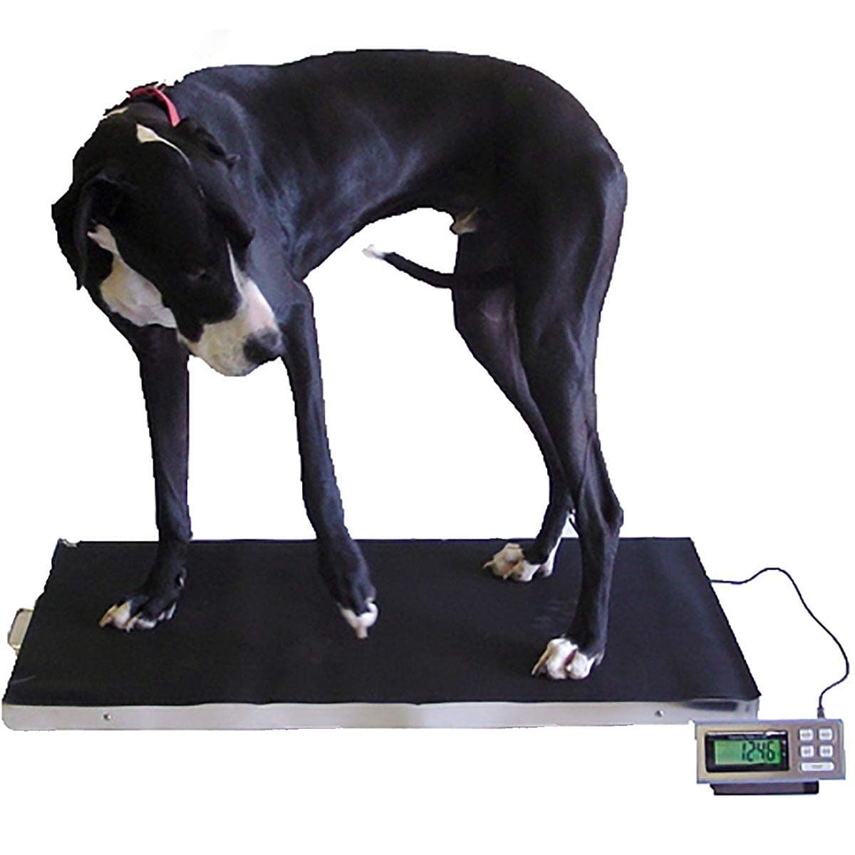 Veterinary Scale! 700 x 0.2 lb Capacity! 39" x 20"