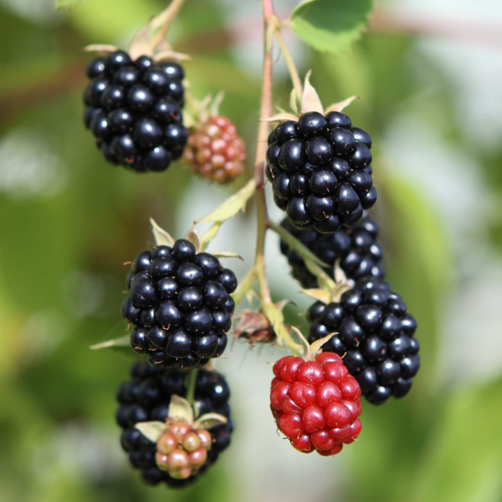 BLACKBERRY Triple Crown 3L