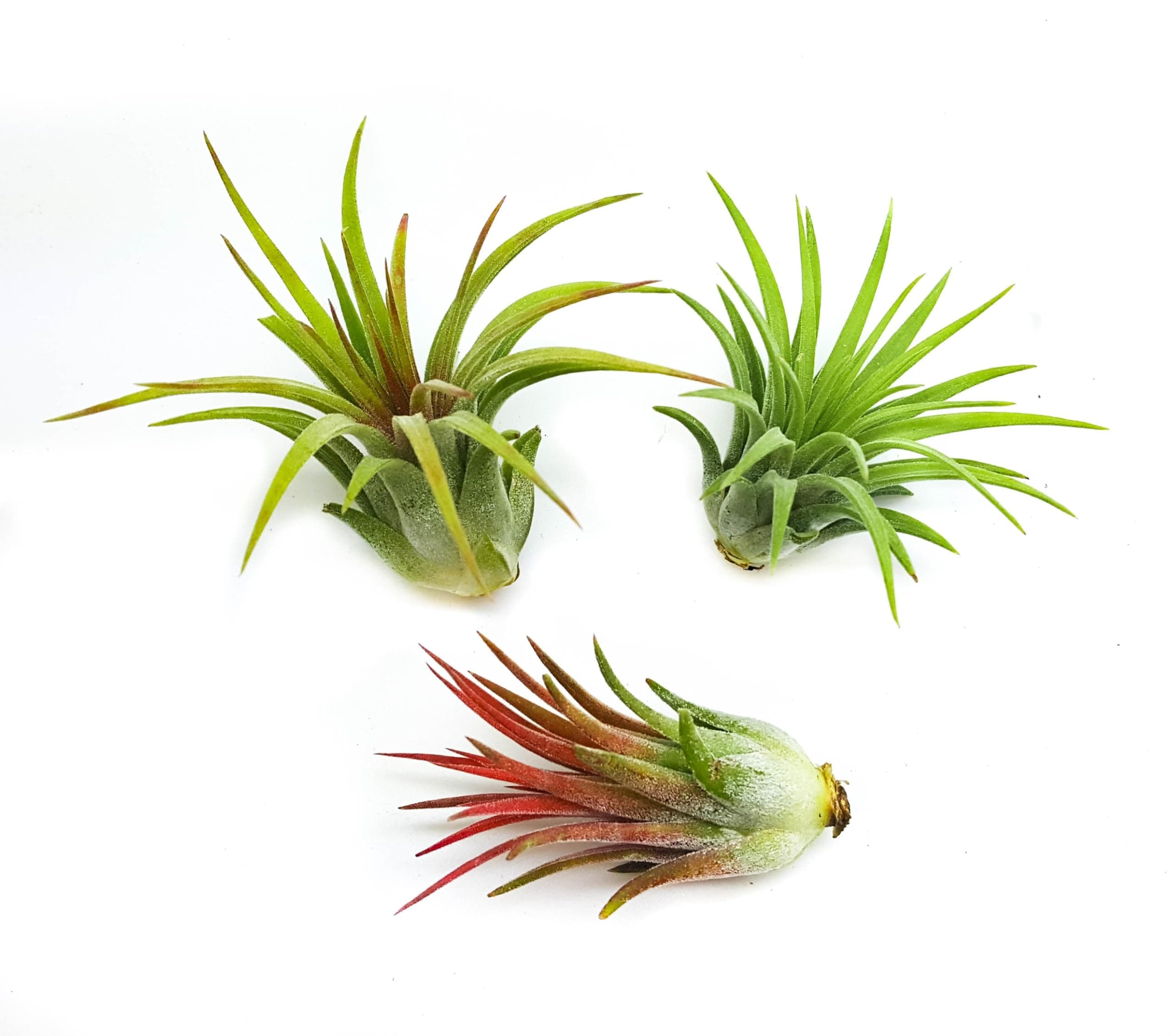 Rainforest Grown 3 Pack Ionantha Air Plants Assorted Sizes - Live Tillandsia - 1 to 3 inches - 30 Day Guarantee