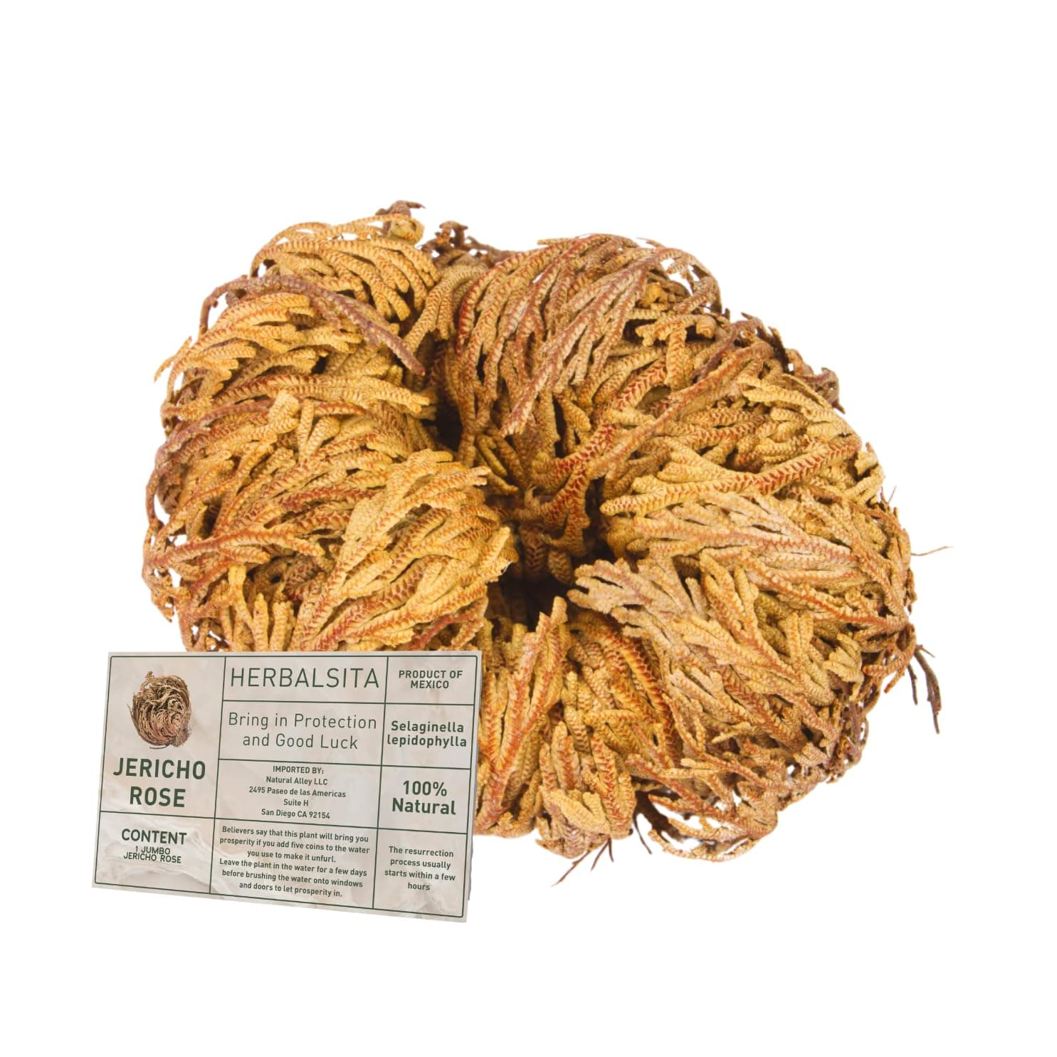1 Big Size (2.5''-3.5'') Jericho Flower - Large Premium Rosa de Jericó (Resurrection Plant) – Symbol of Prosperity & Abundance, Ideal for Home Decor & Spiritual Healing