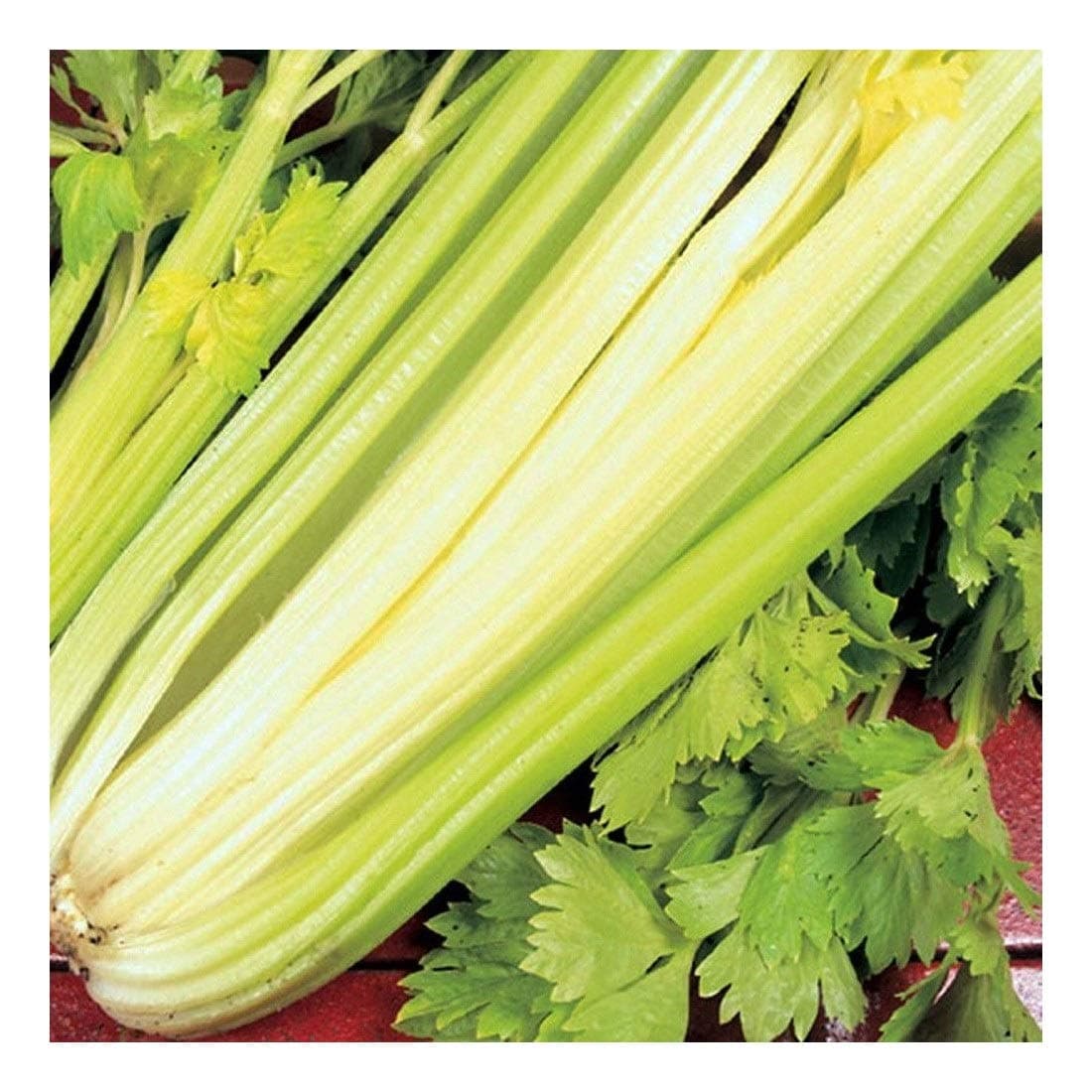 Celery - Golden SELF BLANCHING - 2GM ~ 6000 Seeds