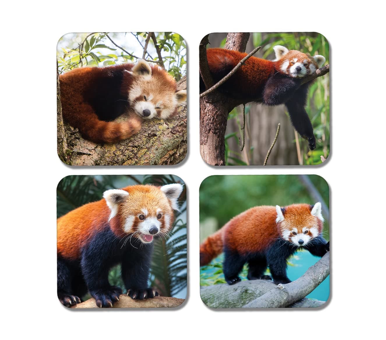DV DESIGN 4 x Square Red Panda Coasters - Animals Lesser Pandas Bear Lazy Coaster Gift #77890