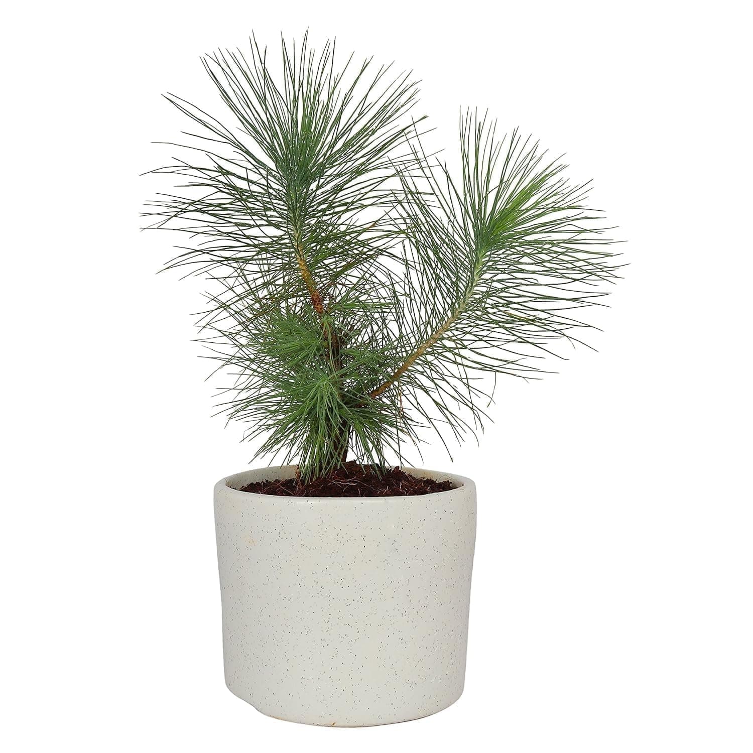 Pack of 2 Live Pine Tree Himalayan Longleaf Chir Pine Live Plant Original Variety with Black Plastic Pot