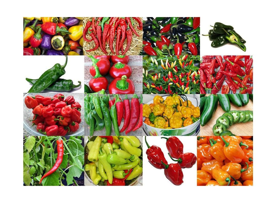 Please Read This is A Mix 30 Hot Pepper Mix Seeds 16 Varieties Heirloom Non-GMO Habanero, Tabasco, Jalapeno, Yellow and Red Scotch Bonnet, Jalapeno Habanero US Grown Capsicum annuum