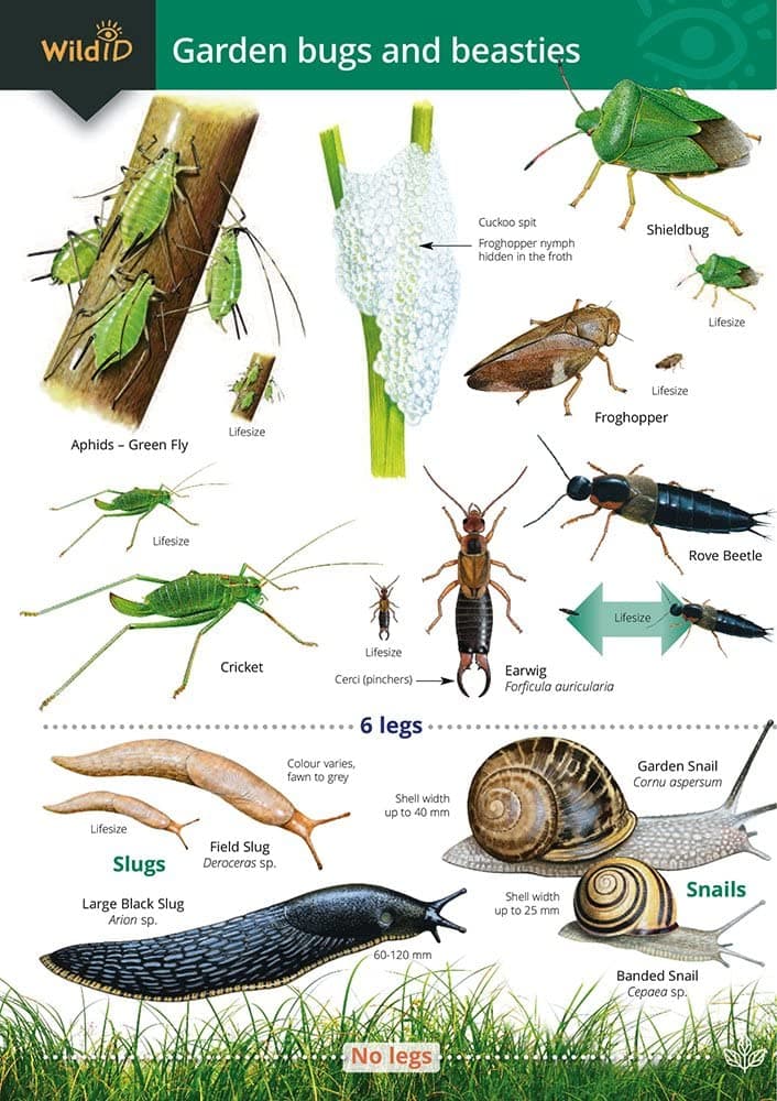 Garden Bugs and Beasties (WildID)